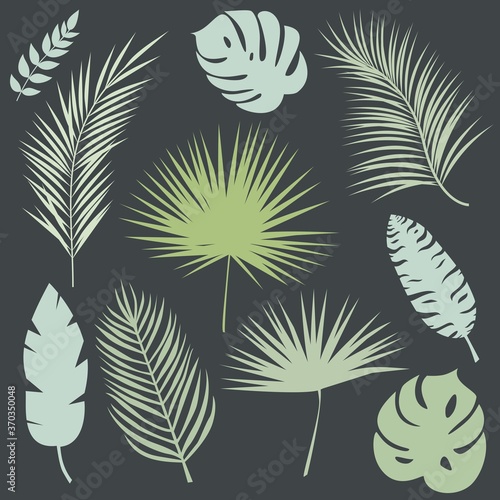 Palm leaves