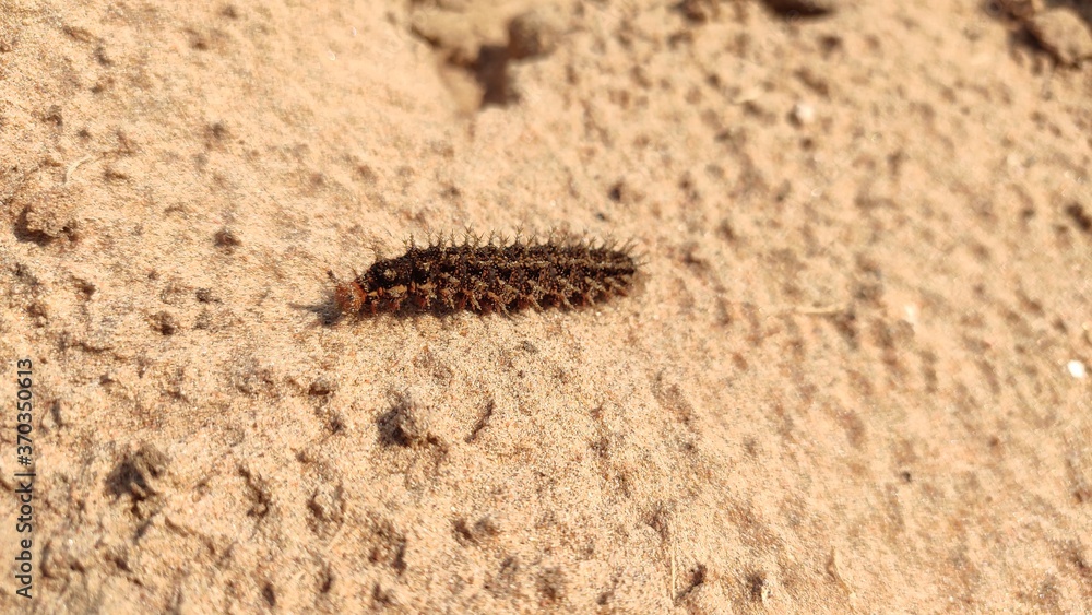 A caterpillar in desert field