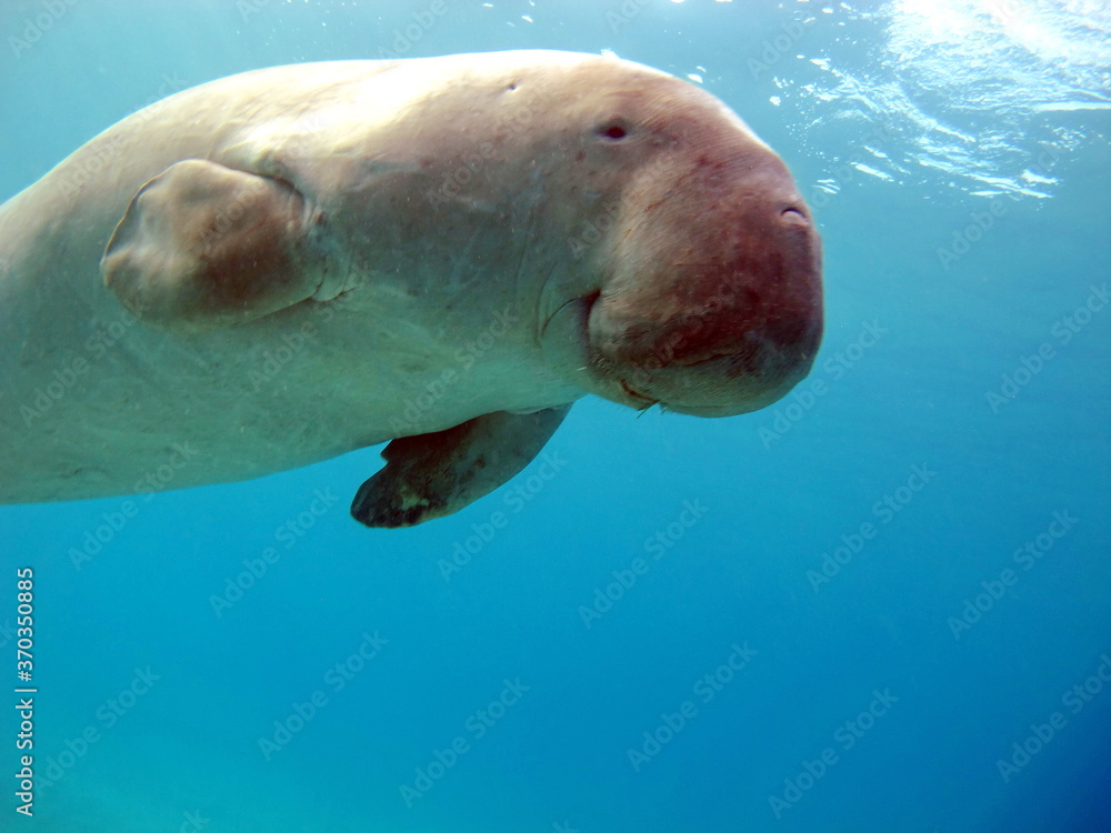 Naklejka premium Dugongo, Sea Cow in Marsa Alam, Marsa Mubarak bay.