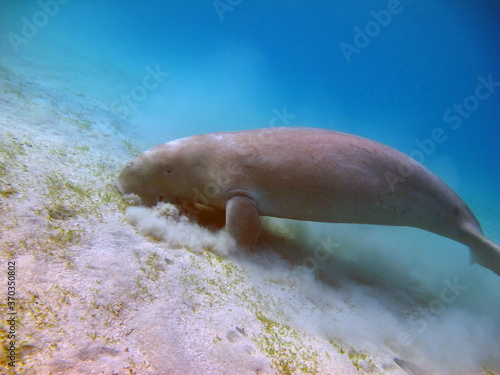 Dugongo, Sea Cow in Marsa Alam, Marsa Mubarak bay.