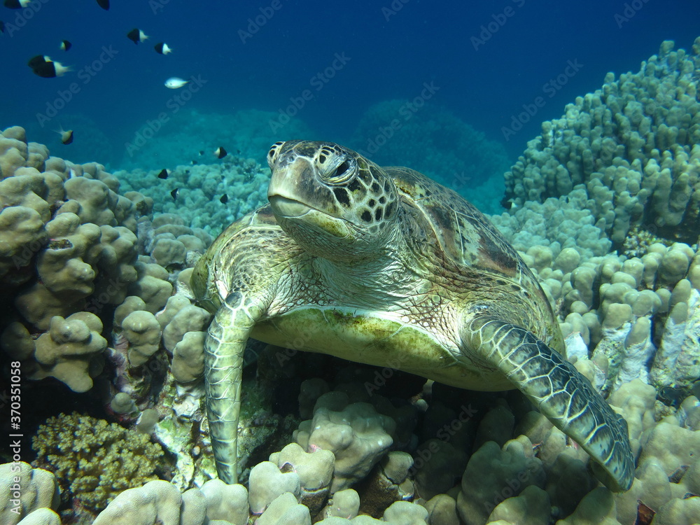 Big Green turtle on the reefs of the Red Sea. Big Green turtle on the reefs of the Red Sea.