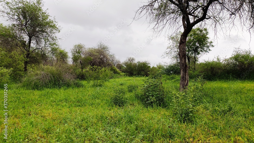 Green grasslands in the forest, trees and cloudy sky