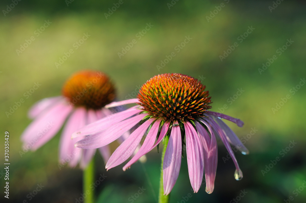 Pink flowers in the garden in summer closeup Pink flowers in the garden in summer closeup
