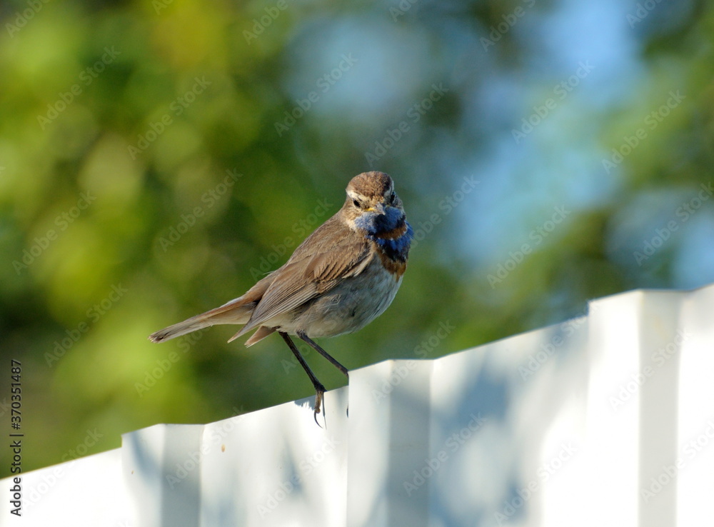 Male bluethroat (Luscinia svecica) sits on a fence on a Sunny summer morning. Moscow region. Russia. Male bluethroat (Luscinia svecica) sits on a fence on a Sunny summer morning. Moscow region. Russia.