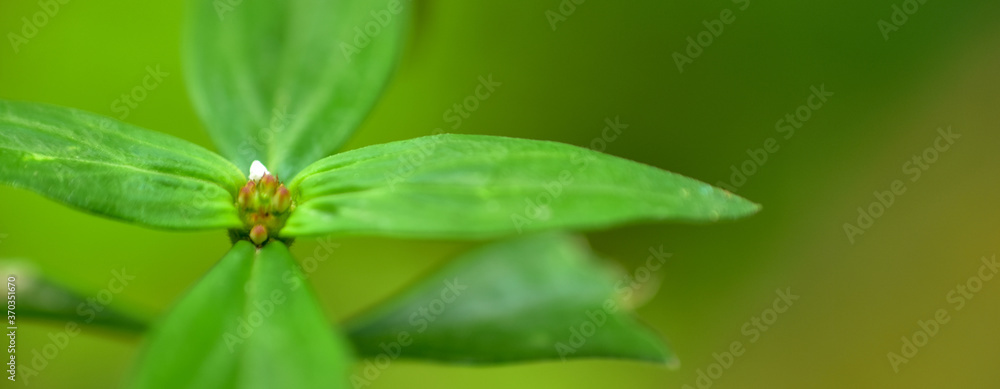 Abstract green leaf background, soft focus, sunny day, fresh spring field, natural textured wallpaper