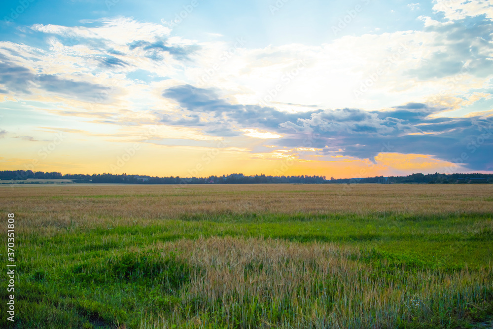 Summer landscape, beautiful evening sunset on a wheat field
