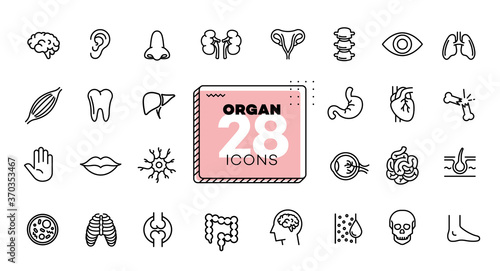 Organ icons set. Line, flat, vectors for mobile applications, buttons and website design. Illustration isolated on white background. Collection modern logo, app, infographic with EPS 10 format