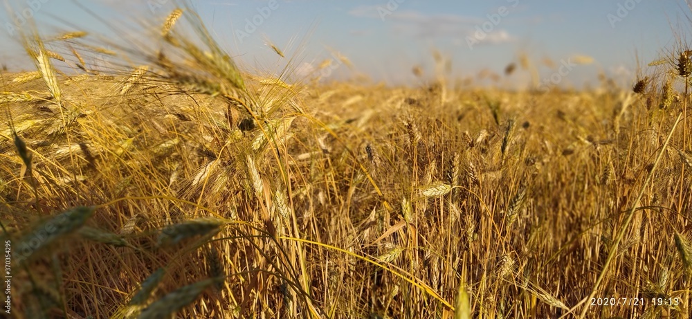 Fototapeta premium ears of wheat