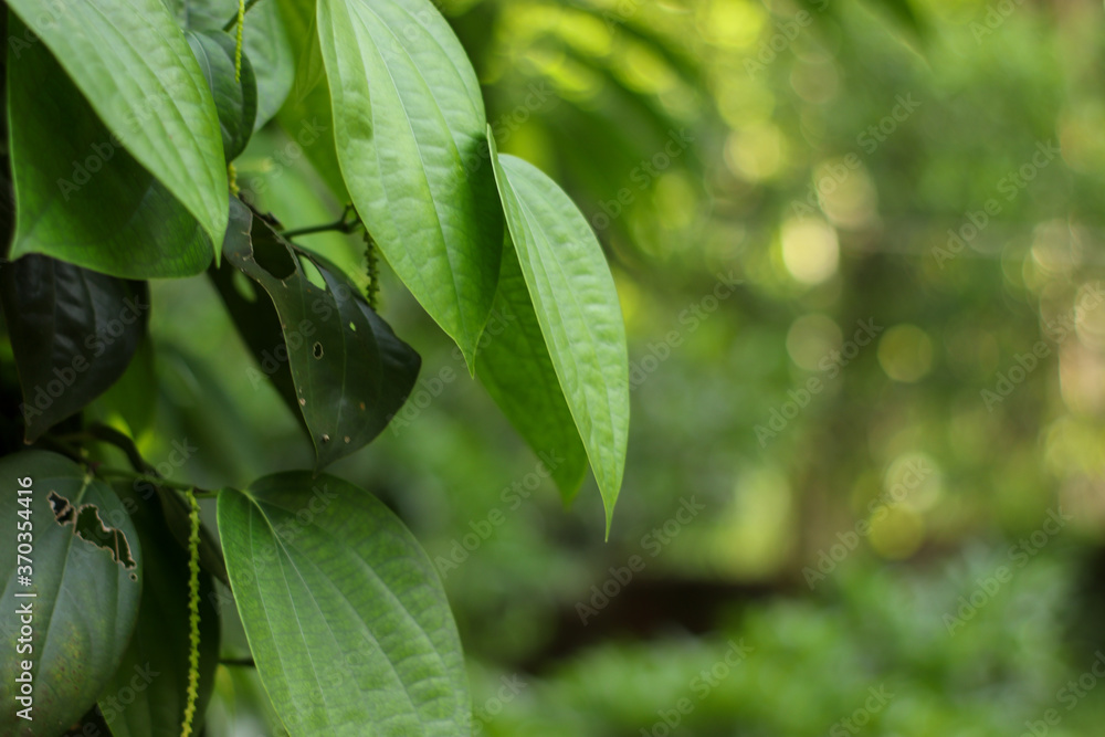 Obraz premium Black pepper plant close up leaves and blur background.