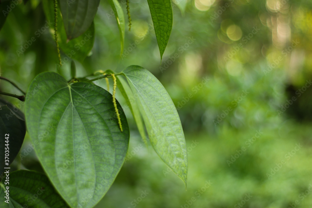 Obraz premium Black pepper plant close up leaves and blur background.