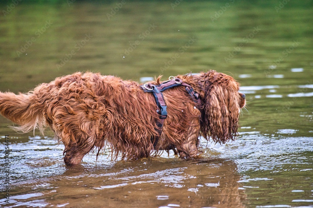 Dog play and romp on the dog beach in Langenhagen near Hannover at the Silbersee