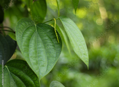 Black pepper plant close up leaves and blur background.