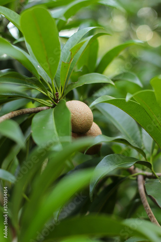 Fresh sapodilla on the tree