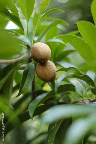 Fresh sapodilla on the tree