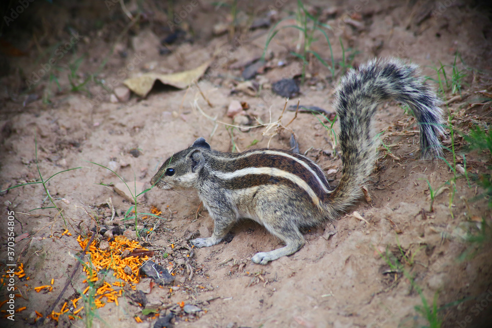 Chipmunk sit on the ground Chipmunk sit on the ground