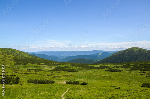  Beautiful summer landscape of Carpathian mountains from Chornohora ridge. Spruces on hills, cloudy sky and green meadow. Travel destination scenic