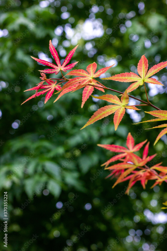 Maple leaves that have just turned red in autumn Maple leaves that have just turned red in autumn
