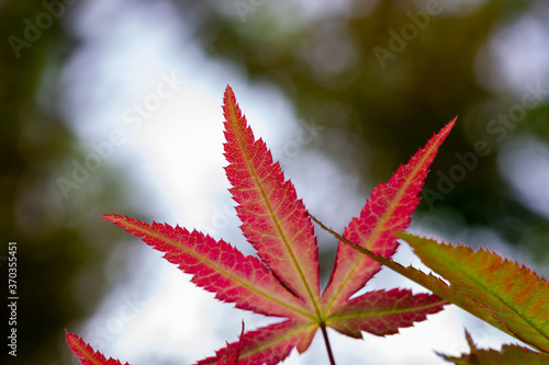 Maple leaves that have just turned red in autumn