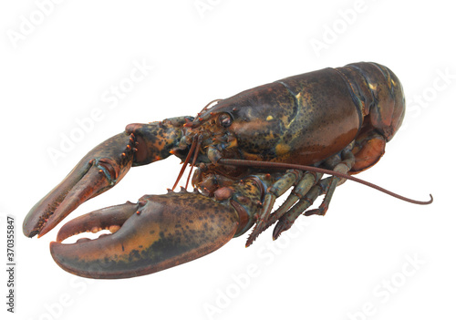 Fresh raw lobster isolated on white background, American lobster (Homarus americanus)