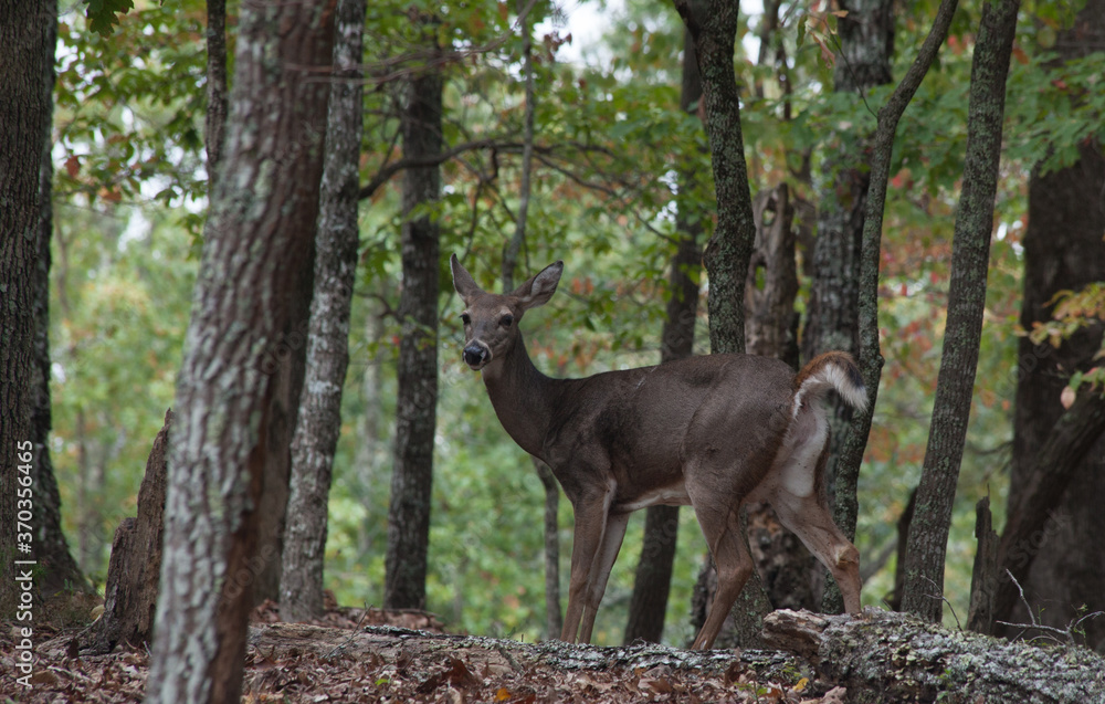 White Tail Deer in the woods