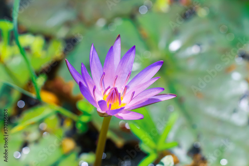 Close up purple lotus or water lily flower blooming against with morning sun light in pond with green leaves background. Water lily flower for wallpaper. Chandpur  Bangladesh   2020.