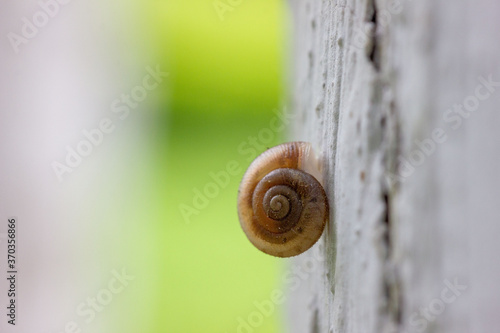 A snail crawling on the tree