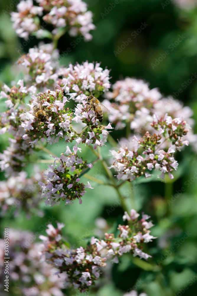 Dost Pflanze, wilder Majoran (Origanum) mit Insekten und Bienen Dost Pflanze, wilder Majoran (Origanum) mit Insekten und Bienen