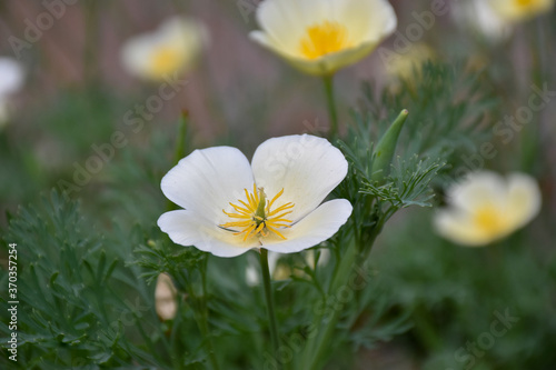 Closeup view of white flower California Poppy White Linen (Eschscholzia californica) with green white blurry background, creamy white to pale yellow petals