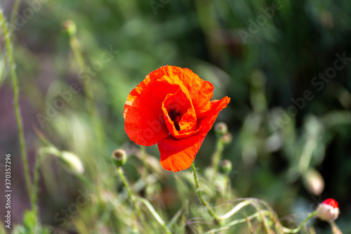 Fototapeta Naklejka Na Ścianę i Meble -  Closeup of poppy flower in a field at sunset