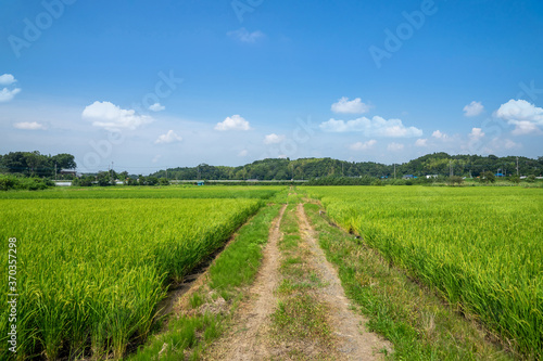 田園風景