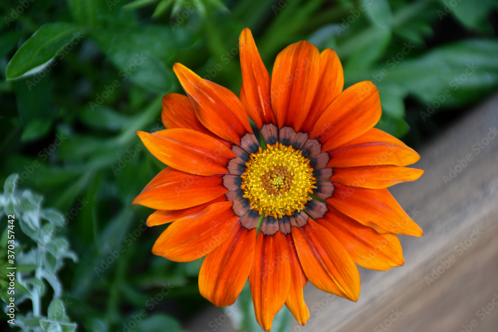 Beautiful single Orange Gazania (Treasure Flower or African Daisy) flower Beautiful single Orange Gazania (Treasure Flower or African Daisy) flower