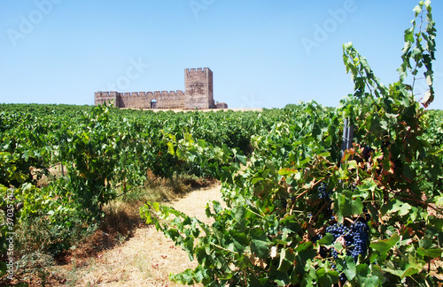 vineyard near valongo castle, south of Portugal