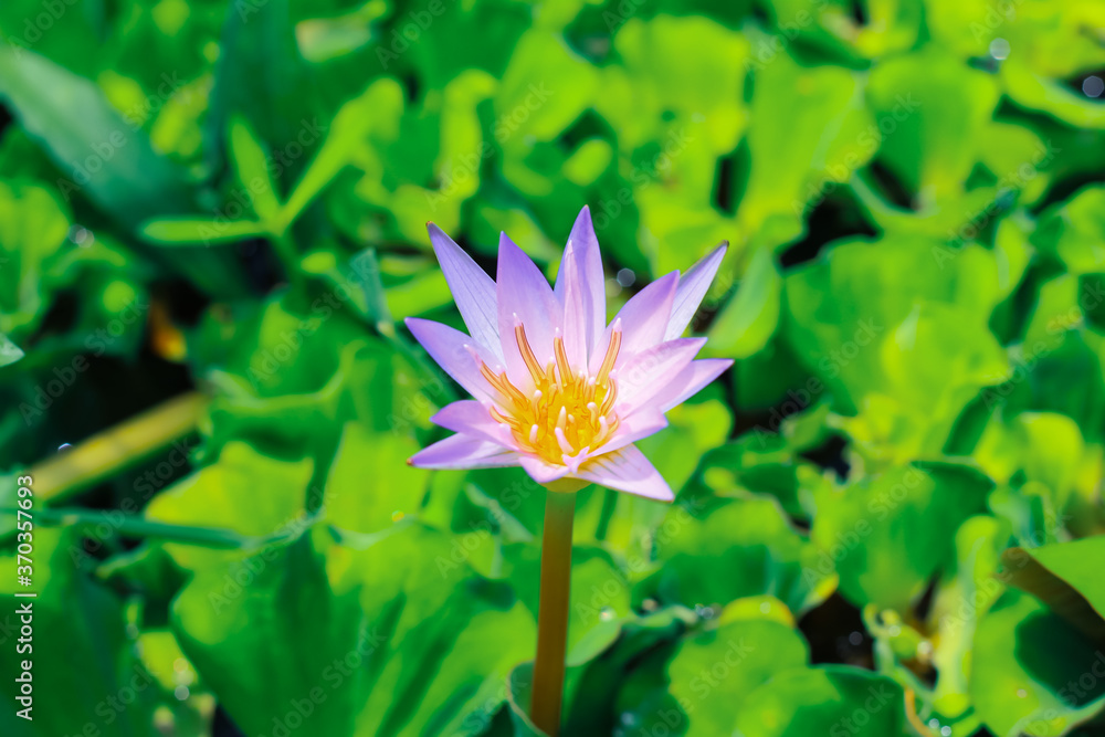 Close up purple lotus or water lily flower blooming against with morning sun light in pond with green leaves background. Water lily flower for wallpaper. Chandpur, Bangladesh / 2020. Close up purple lotus or water lily flower blooming against with morning sun light in pond with green leaves background. Water lily flower for wallpaper. Chandpur, Bangladesh / 2020.