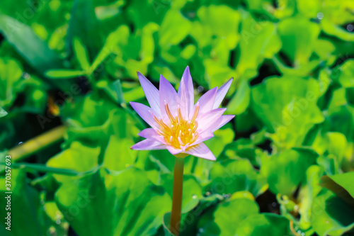 Close up purple lotus or water lily flower blooming against with morning sun light in pond with green leaves background. Water lily flower for wallpaper. Chandpur, Bangladesh / 2020.