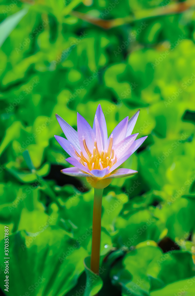 Obraz premium Close up purple lotus or water lily flower blooming against with morning sun light in pond with green leaves background. Water lily flower for wallpaper. Chandpur, Bangladesh / 2020.