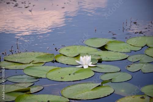 Tableau sur toile Beautiful White Water Lily flower with green Lily Pads  in the lake