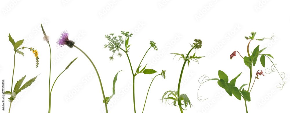 Few stems of various meadow grass with flowers and inflorescences on white background - obrazy, fototapety, plakaty 