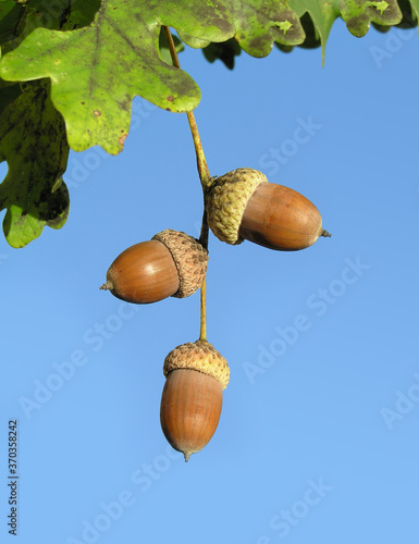 oak Durmast Oak tree german oak acorn