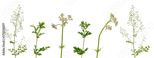 Few stems of various meadow grass with flowers and leaves on white background