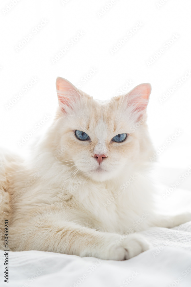 Close up of beautiful white rag doll cat looking angry