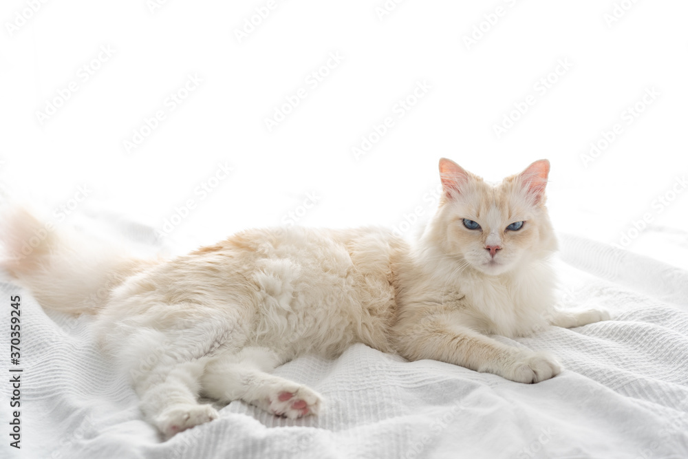 Cute white rag doll cat enjoying petting laying in white bed