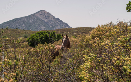 Billede på lærred Wild hors in the mountain in Sardinia.