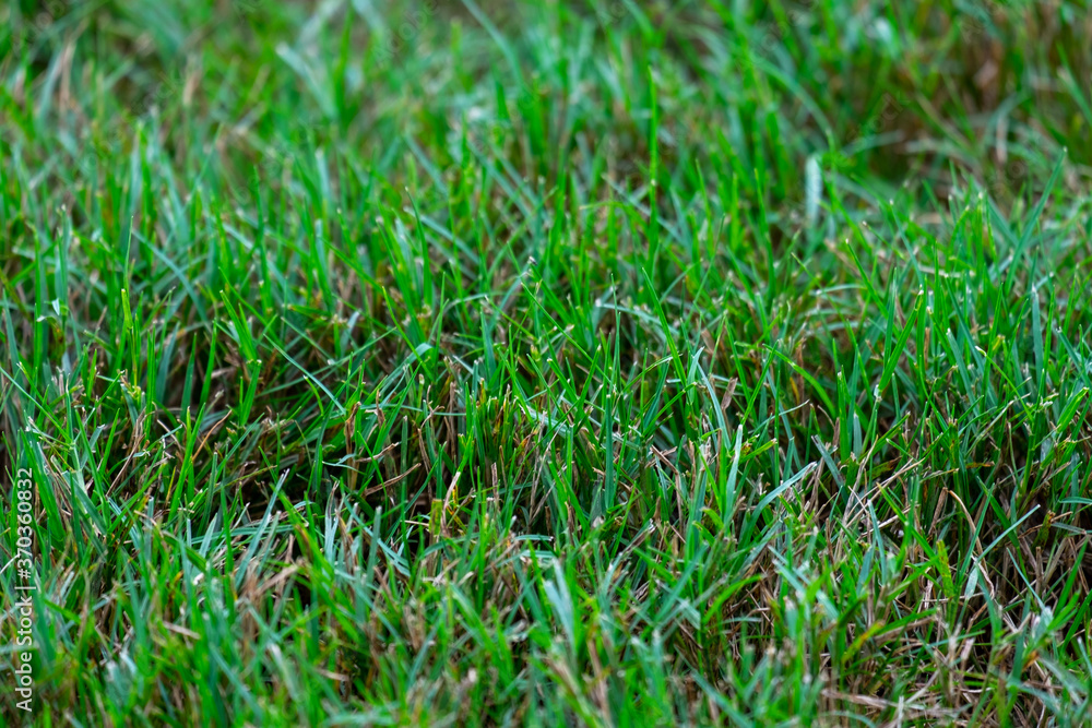 Bermuda lawn grass Bermuda lawn grass