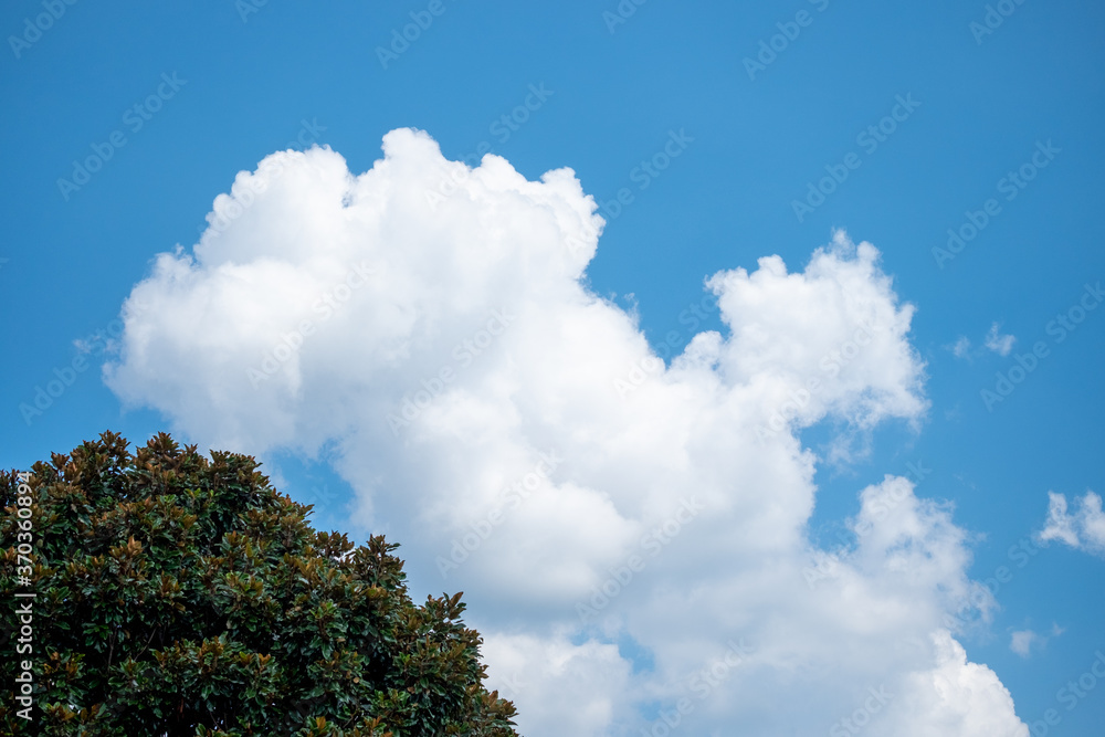 Clouds behind magnolia