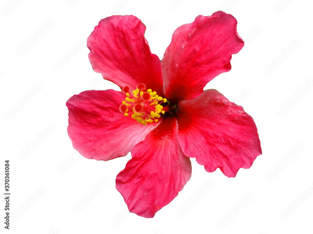 Fototapeta premium red hibiscus flower