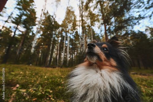 sheltie dog in the autumn forest proudly looks forward