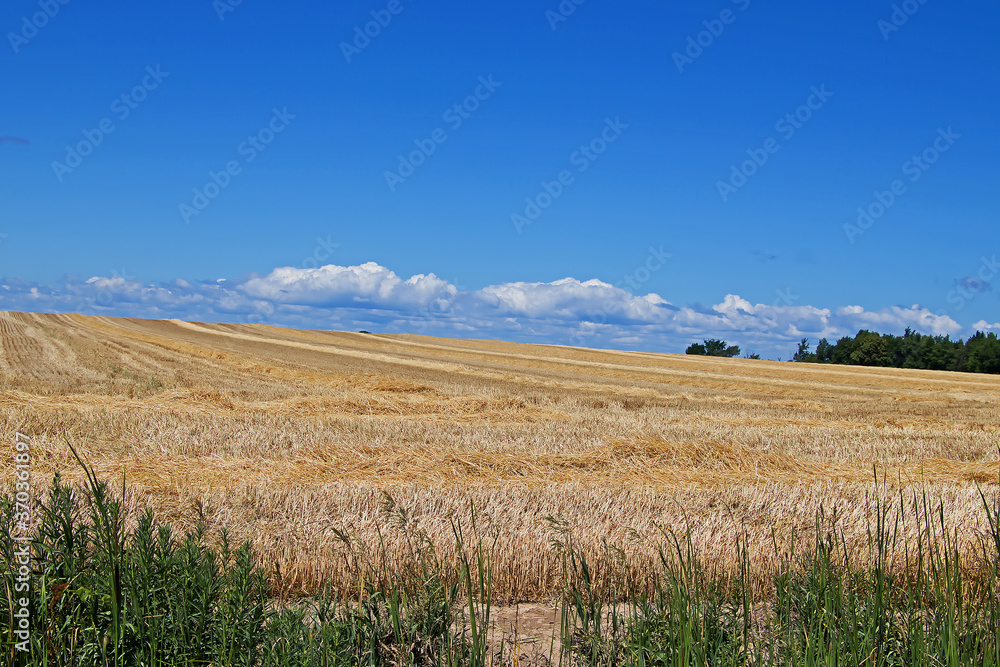 Harvested Wheat Field