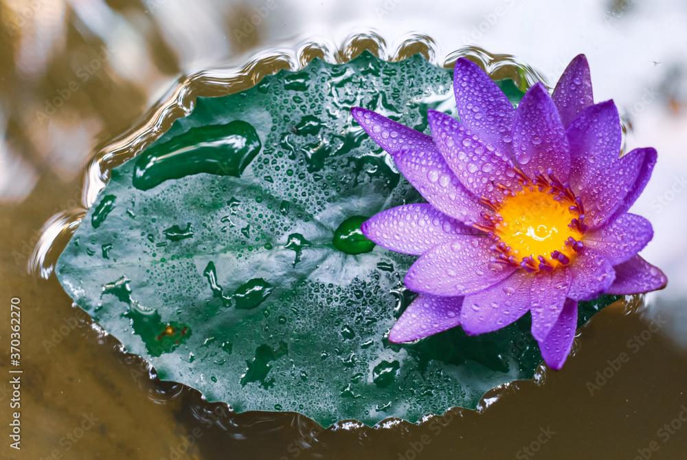 Close up purple lotus or water lily flower blooming against with morning  sun light in pond