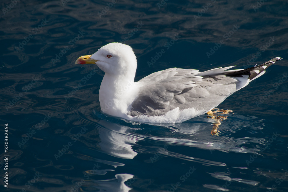 Seagull on the water.