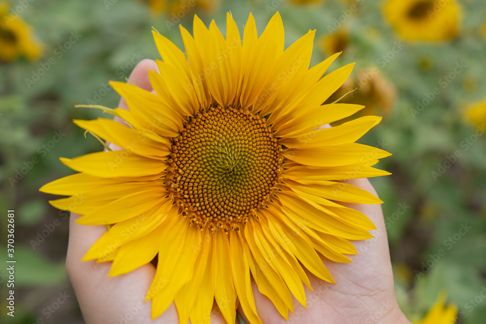 Fototapeta premium Sunflower field on a cloudy day